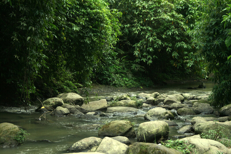 River flowing through forest