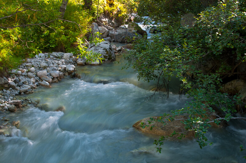 River flowing through forest