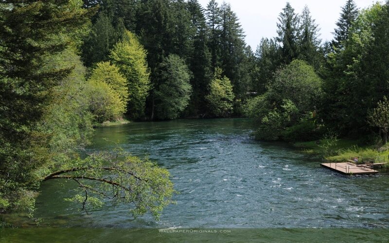 river flowing through forest