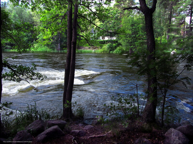 River flowing through forest
