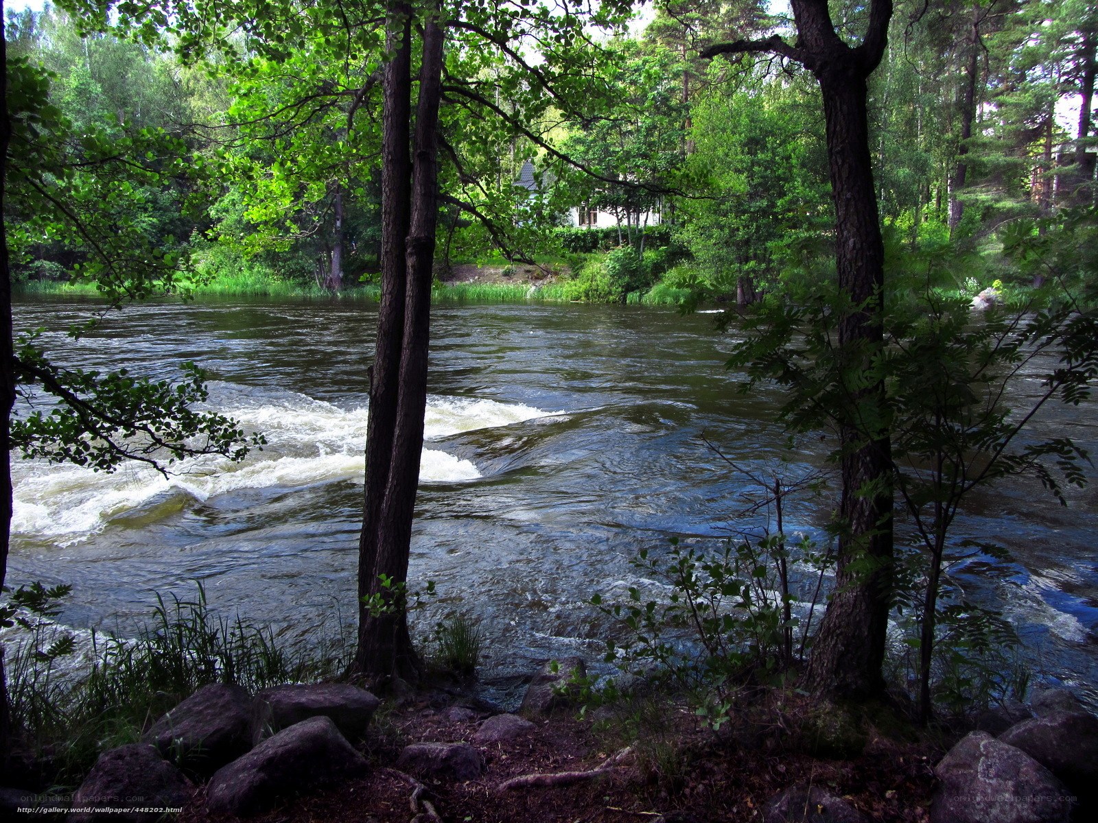 River flowing through forest