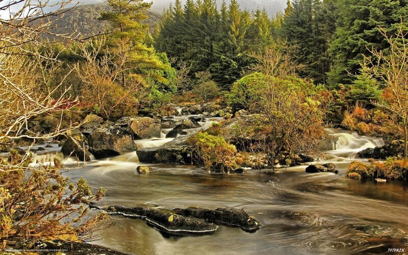 River flowing through forest