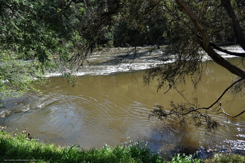 River flowing through forest