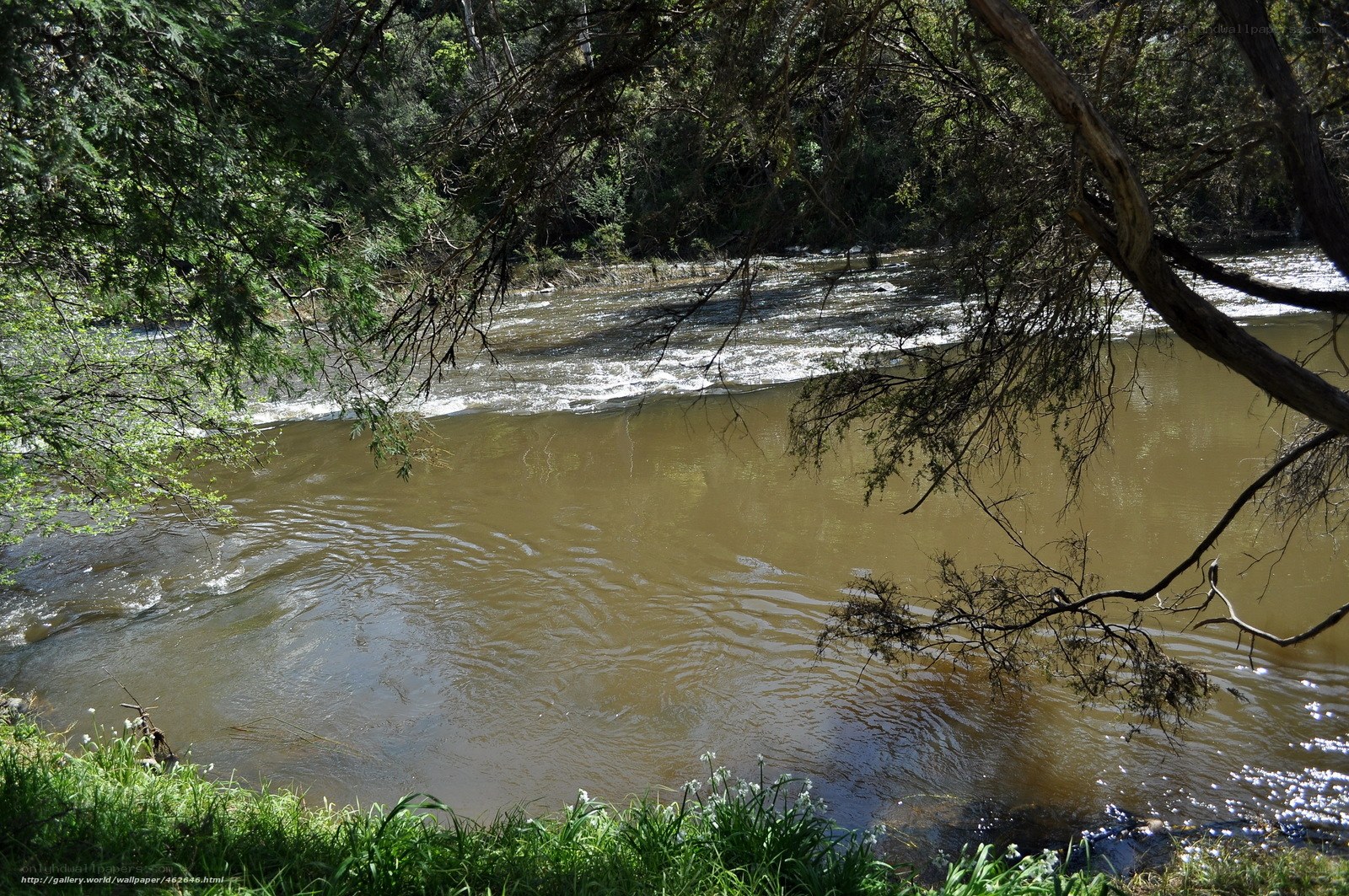 River flowing through forest