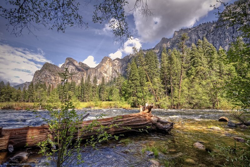 River flowing through forest