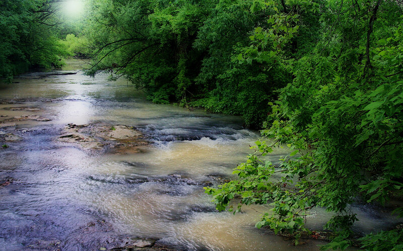 River flowing through forest