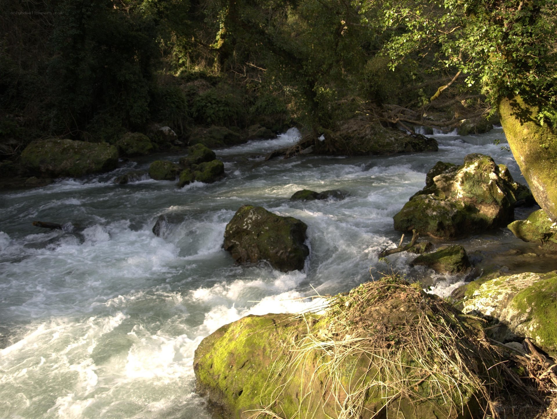 river flowing through forest