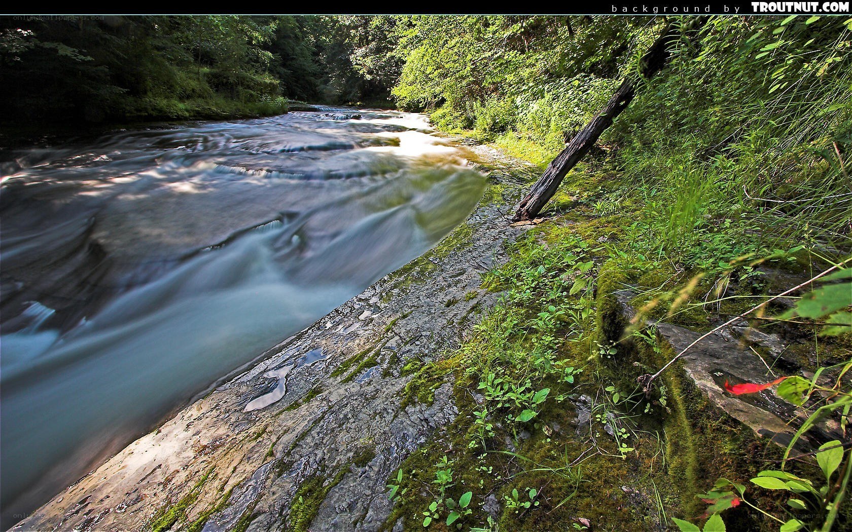 River flowing through forest