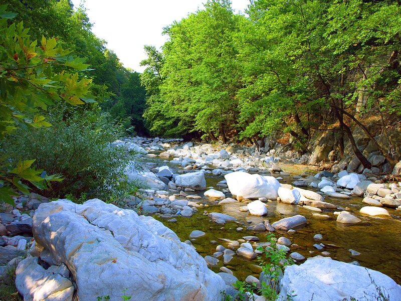 River flowing through forest