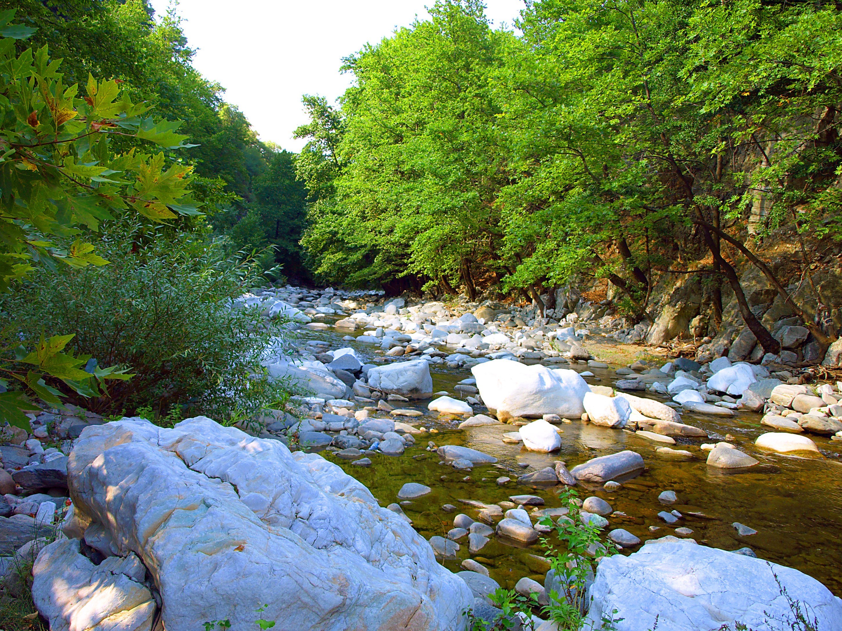 River flowing through forest
