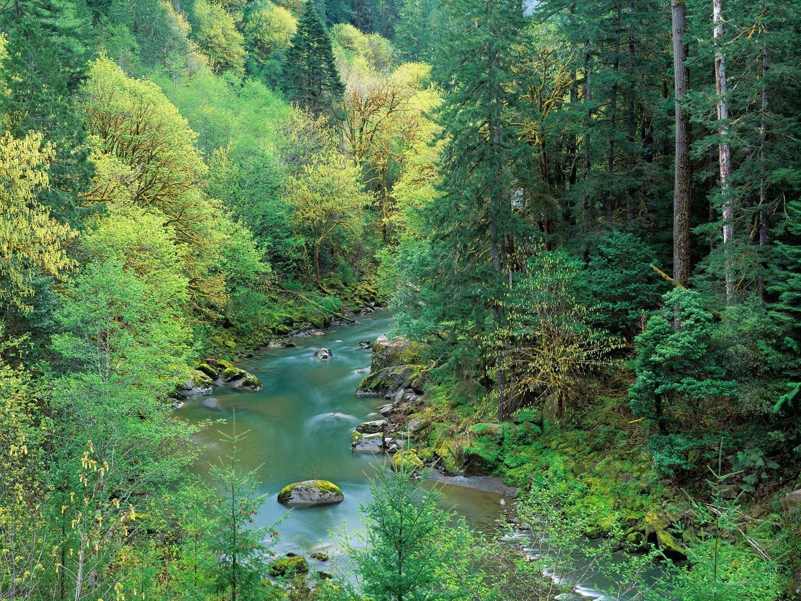 River flowing through forest