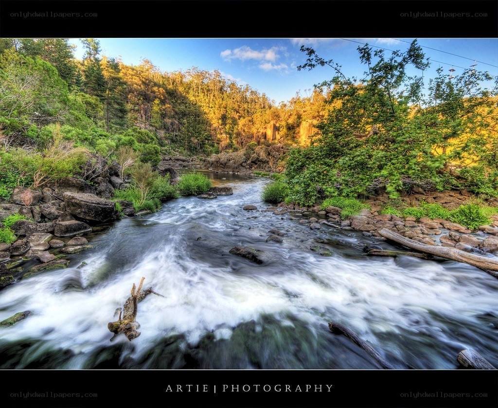 River flowing through forest