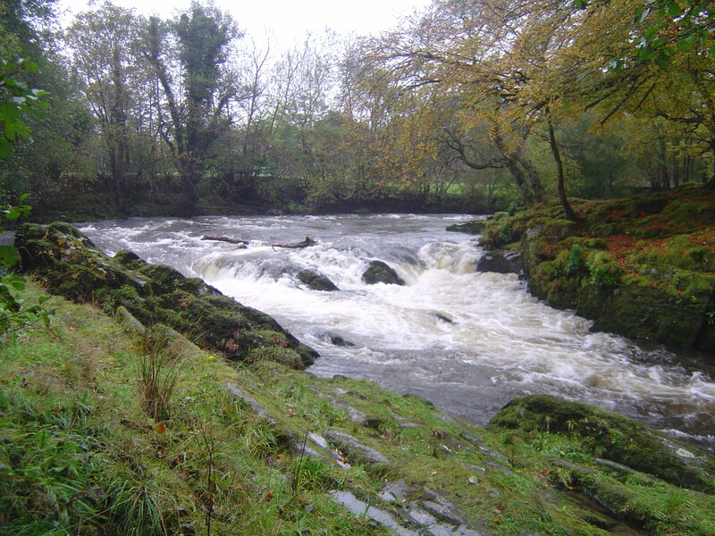 River flowing through forest