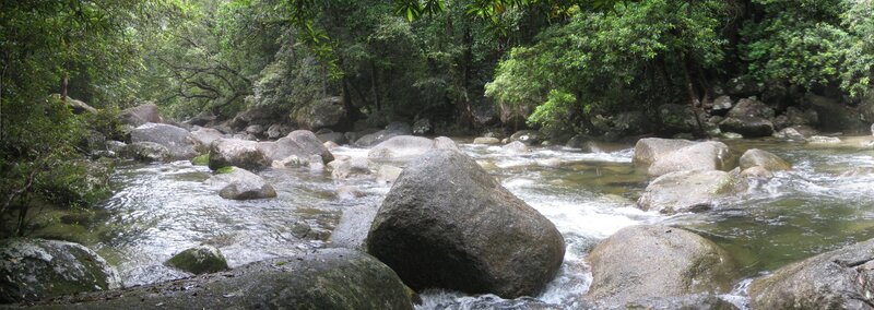 River flowing through forest