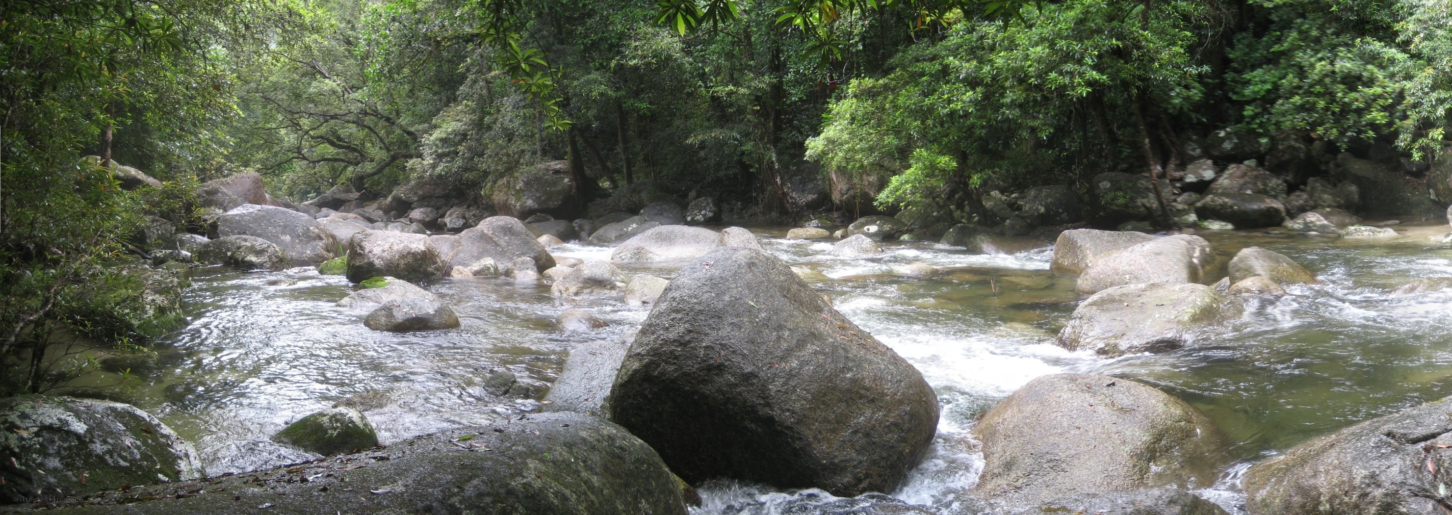 River flowing through forest