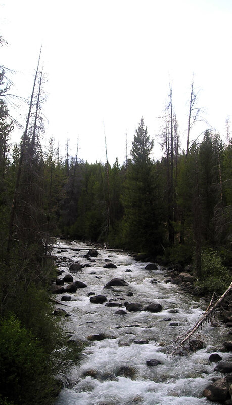 river flowing through forest