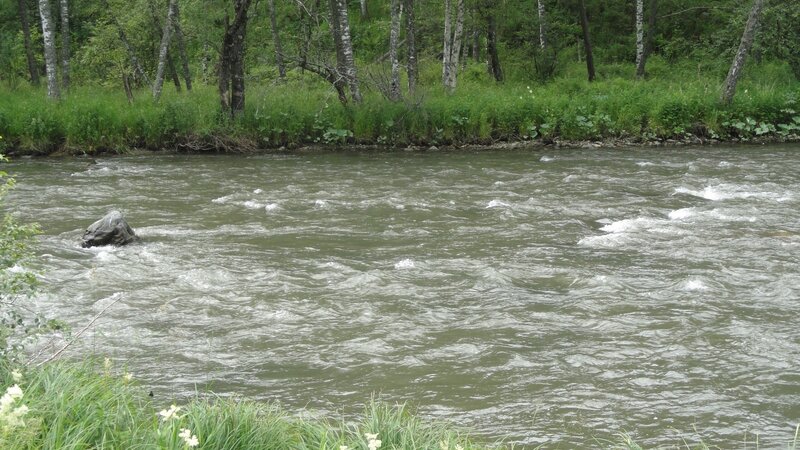river flowing through forest