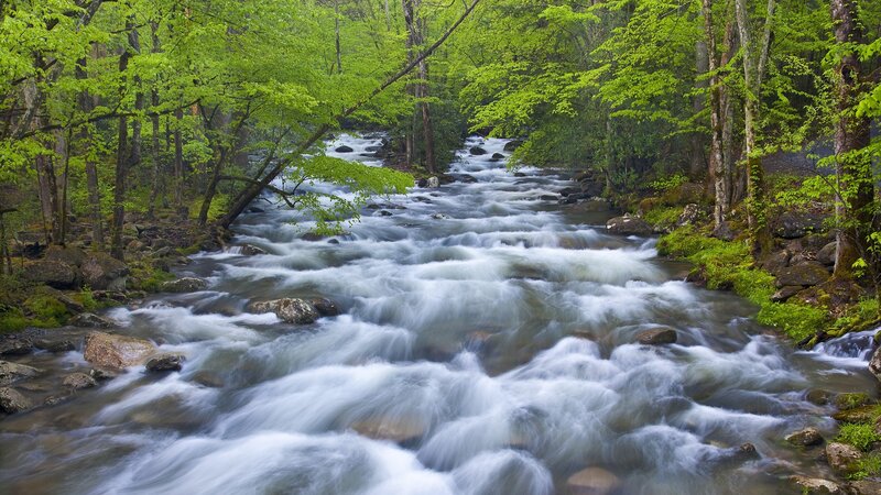 River flowing through forest