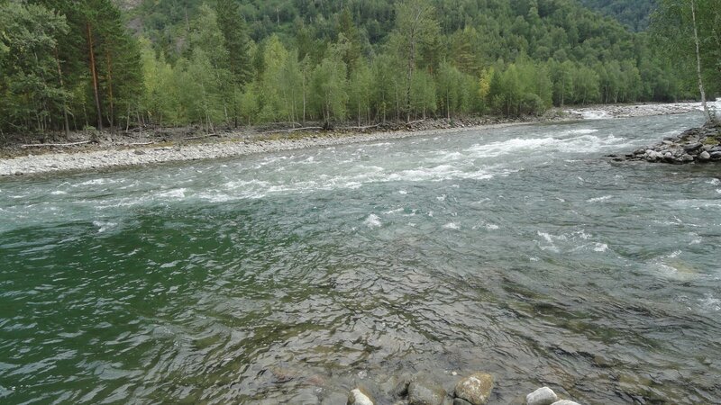 river flowing through forest