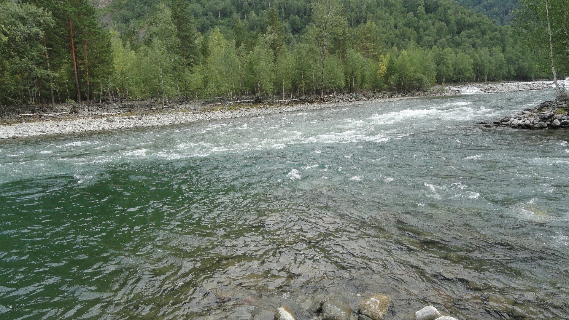 river flowing through forest