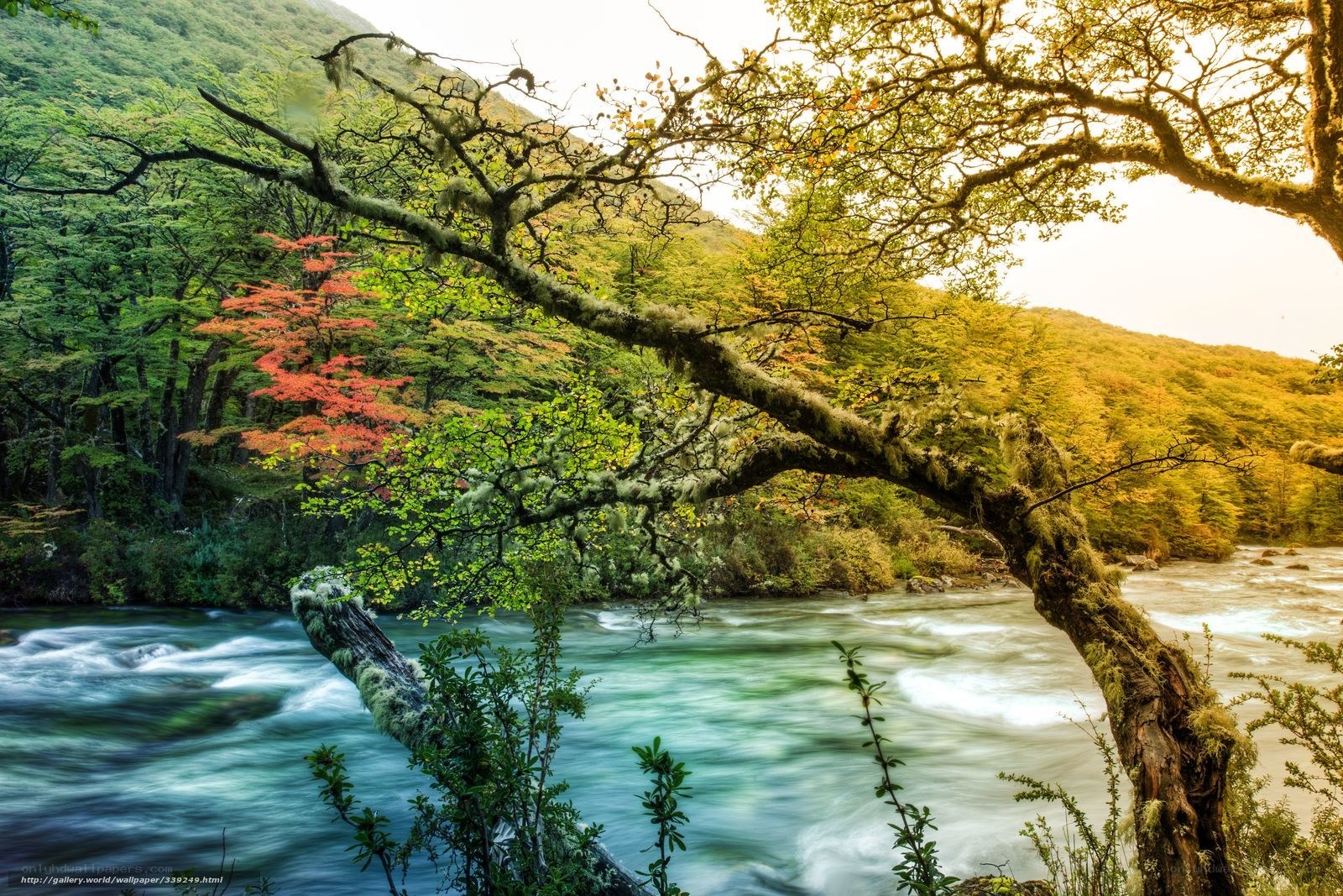 River flowing through forest