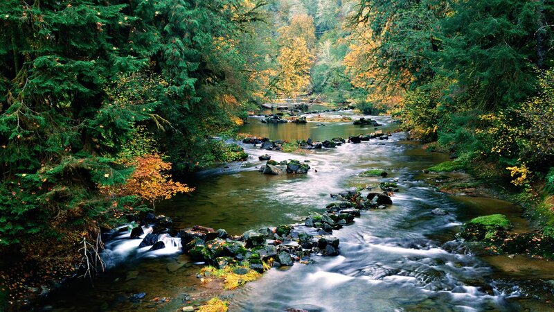 River flowing through forest