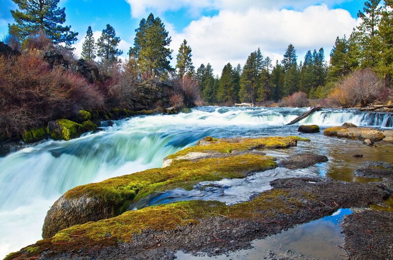 river flowing through forest