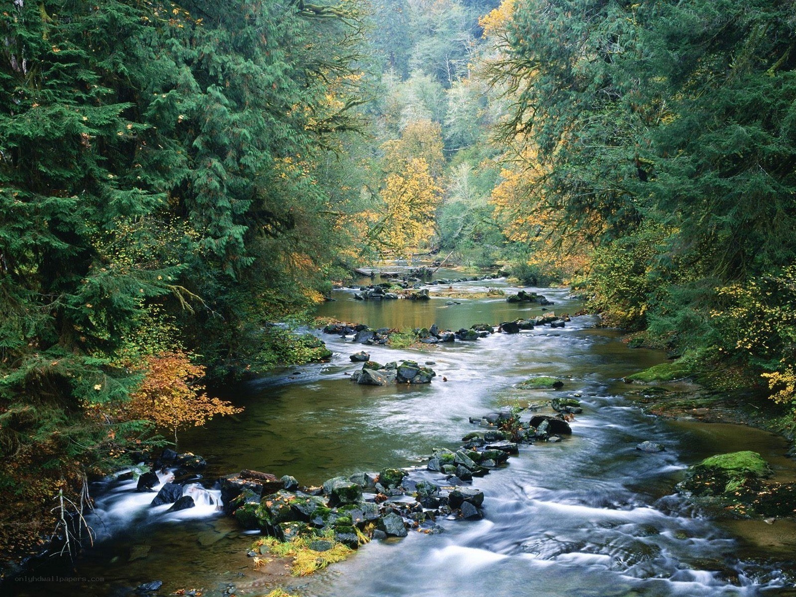 River flowing through forest