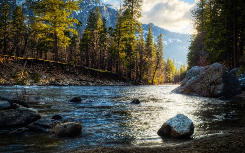 River flowing through forest