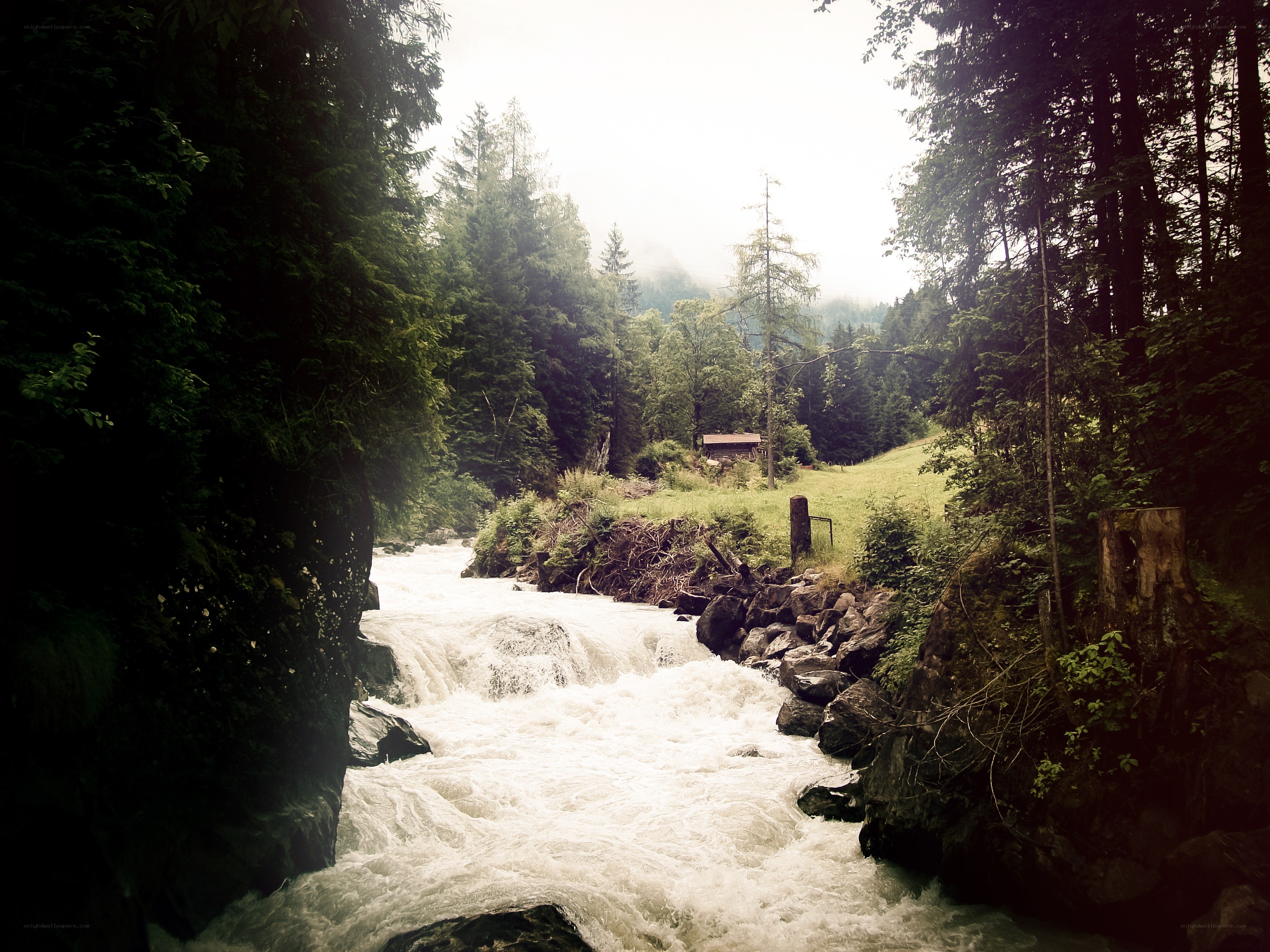 river flowing through forest