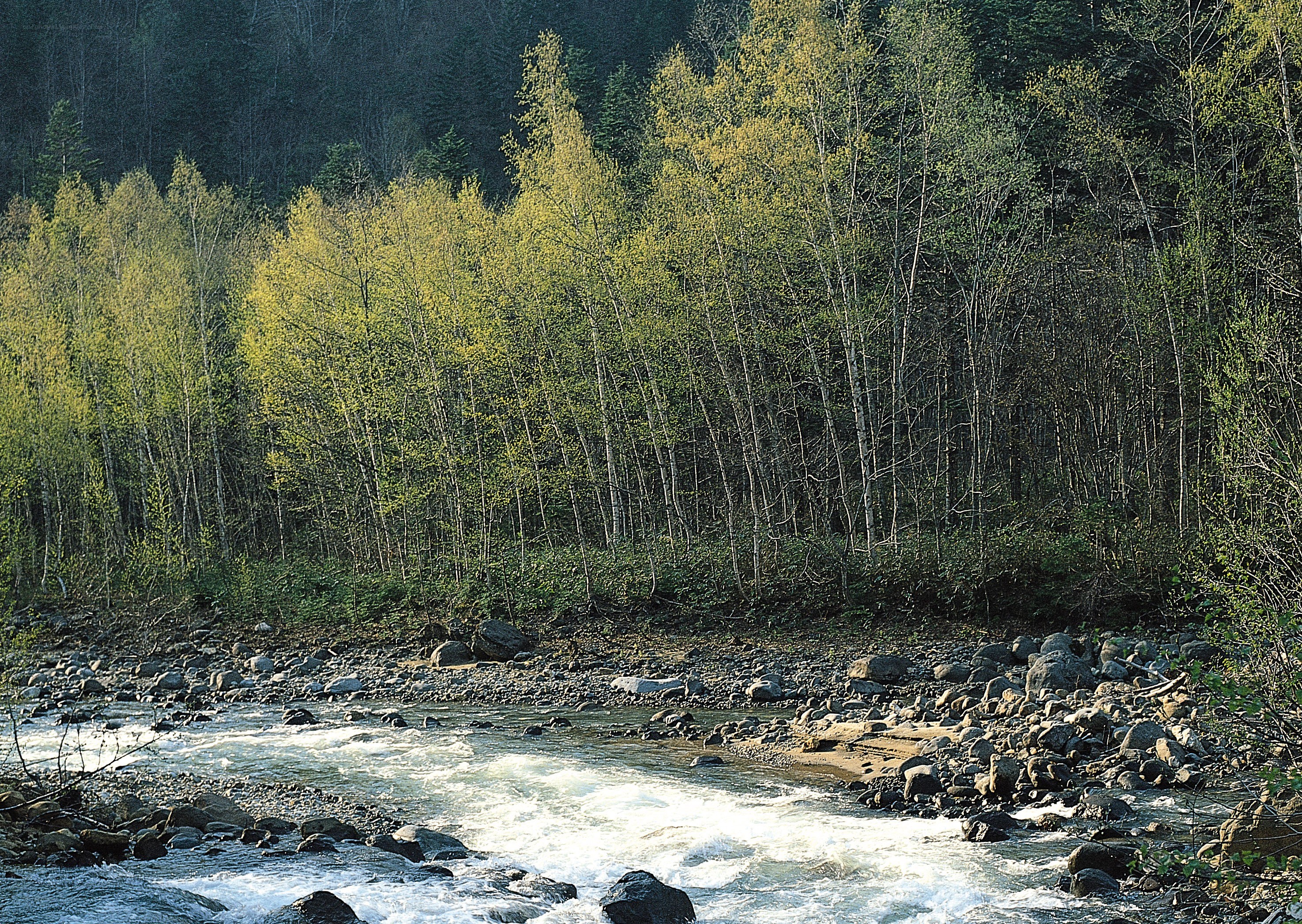 River flowing through forest