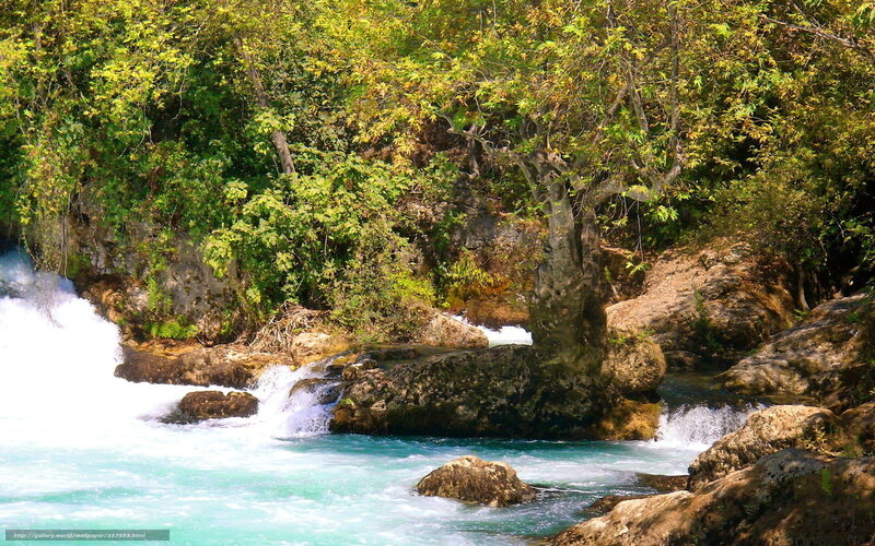 River flowing through forest