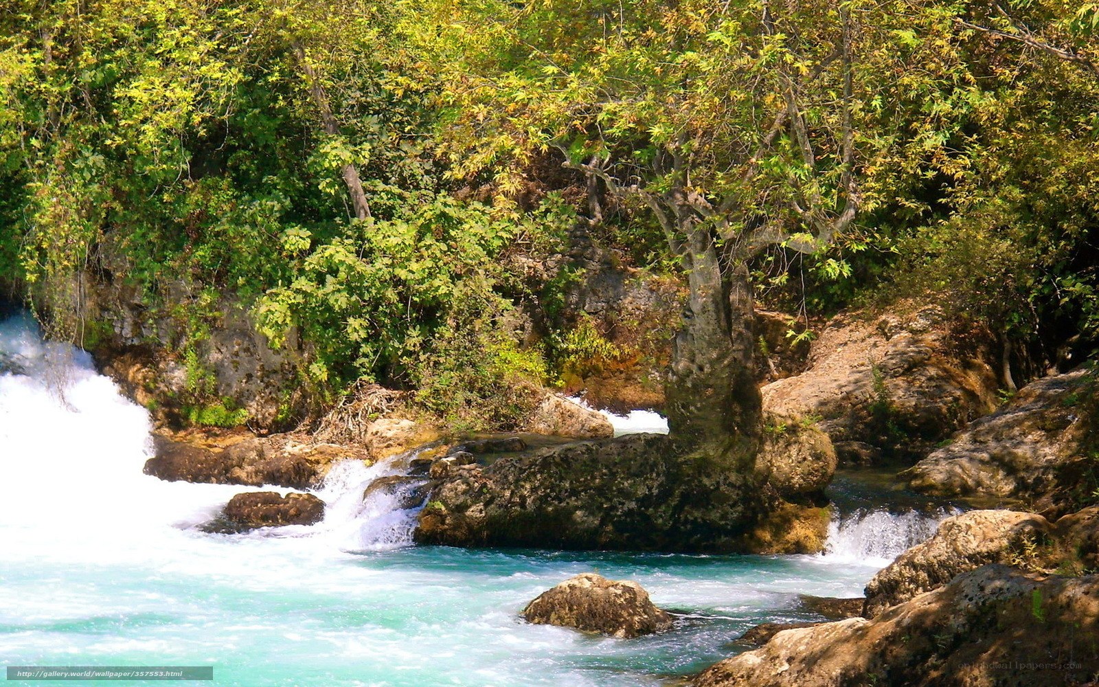River flowing through forest