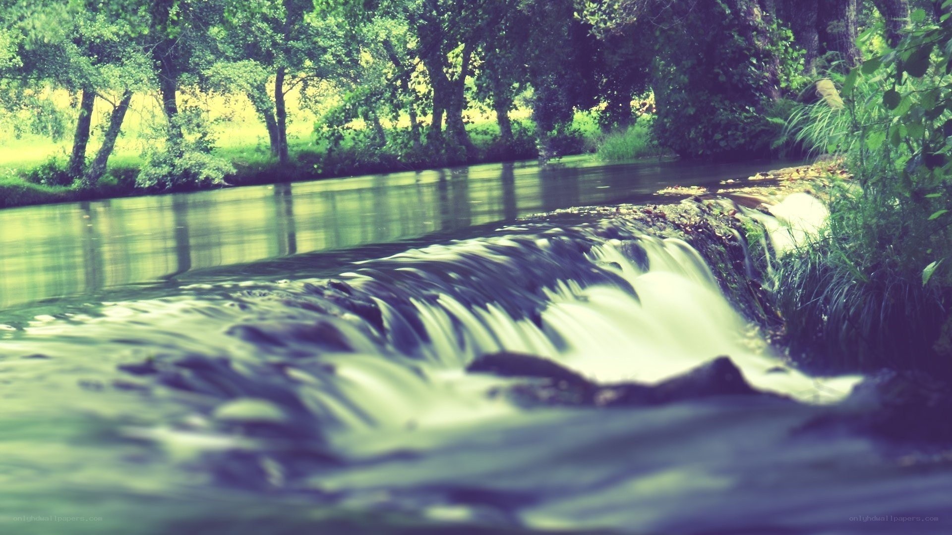 River flowing through forest