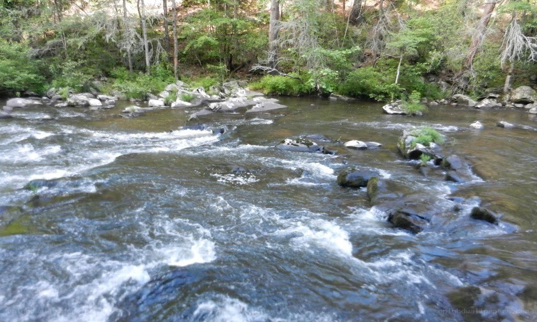 river flowing through forest