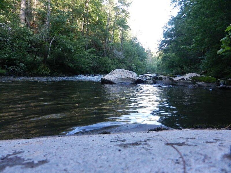 River flowing through forest