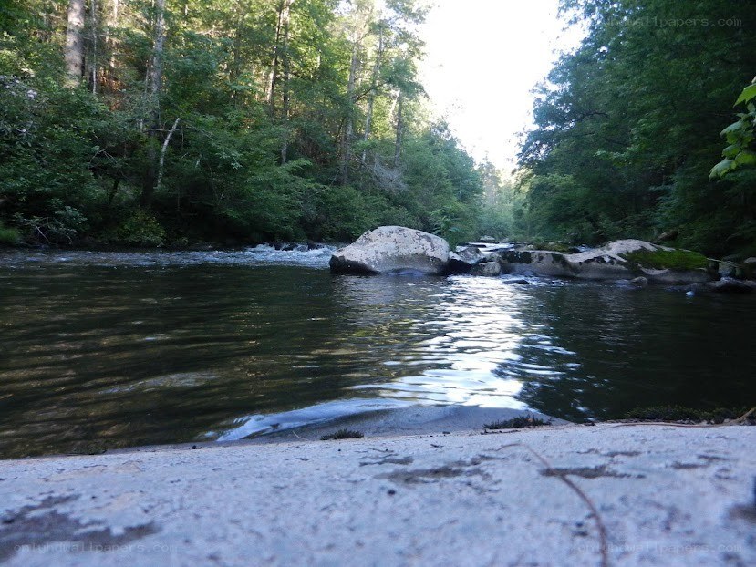 River flowing through forest