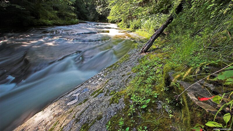 River flowing through forest