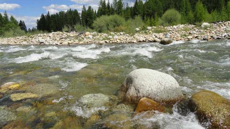 River flowing through forest