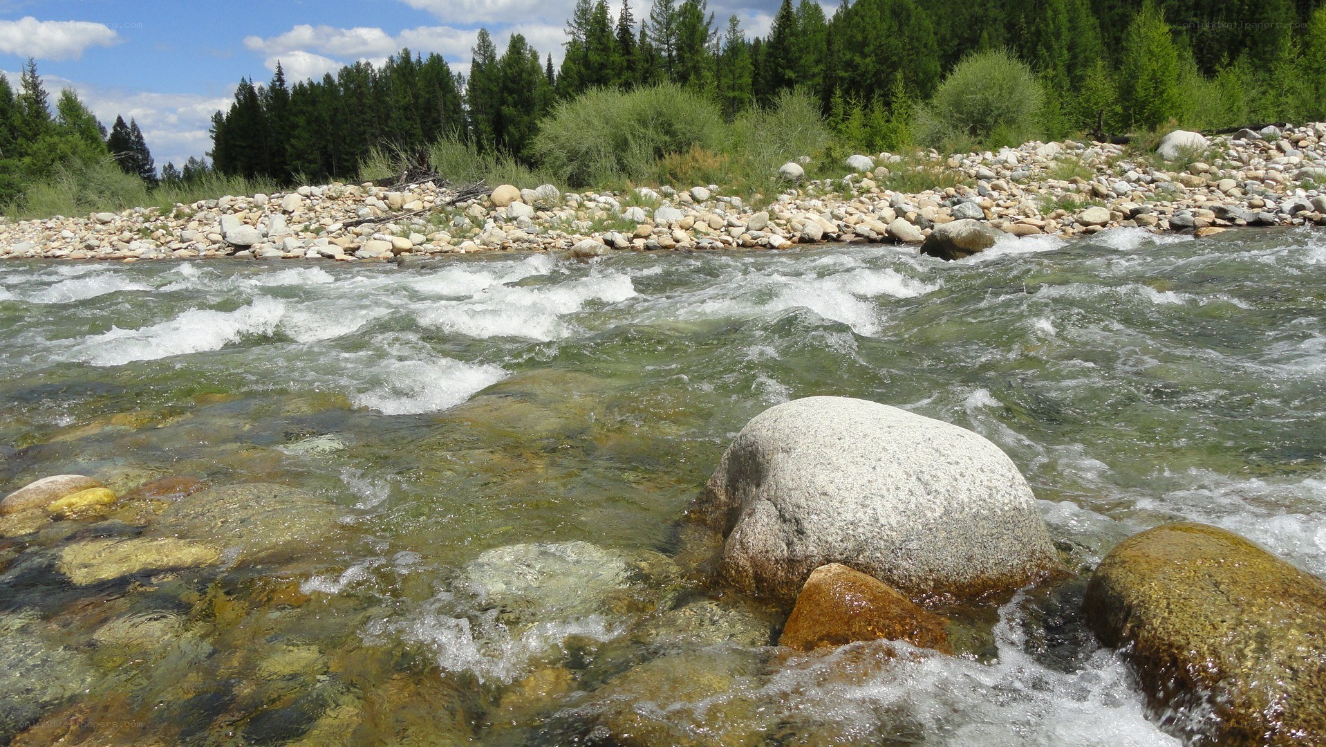 River flowing through forest