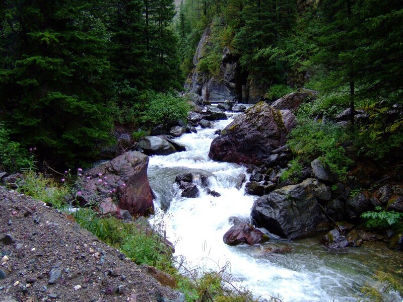 River flowing through forest