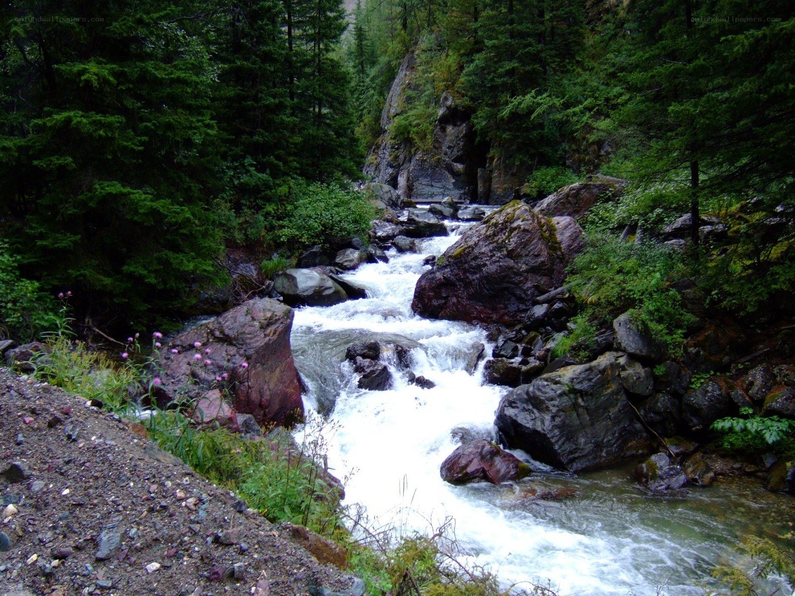 River flowing through forest