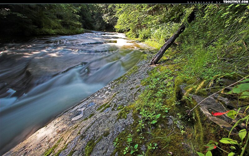 River flowing through forest