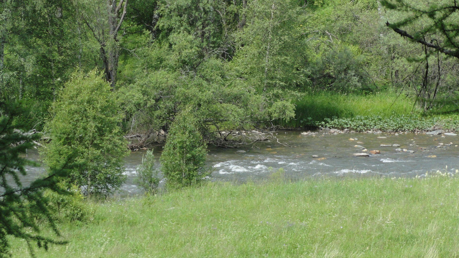 River flowing through forest