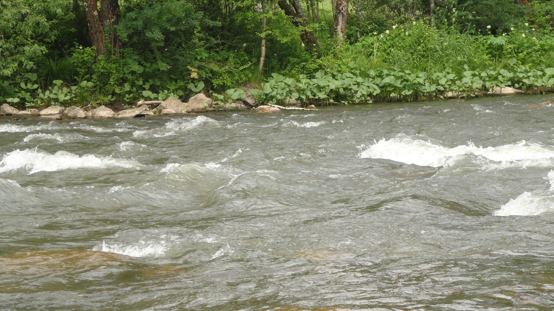 river flowing through forest