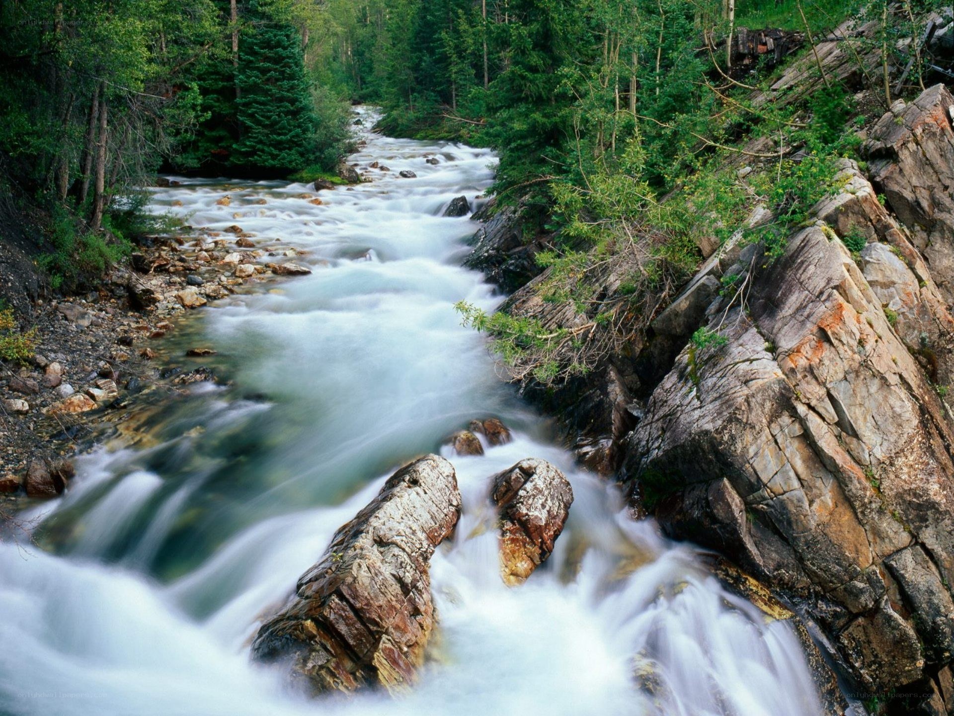 River flowing through forest