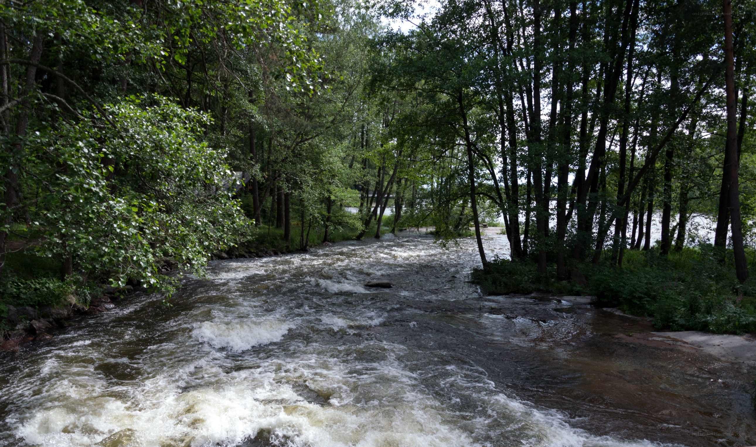 River flowing through forest