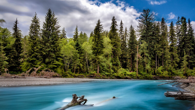 River Flowing Through Forest — Blue, Dramatic, Afternoon, Photograph, Trees, Driftwood