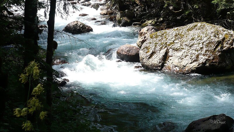 River Flowing Through Forest — Blue, Dynamic