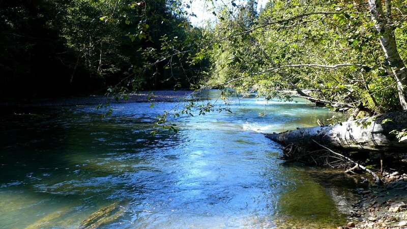 River Flowing Through Forest — Blue, Serene, Afternoon, Photograph, Trees, Fallen Log